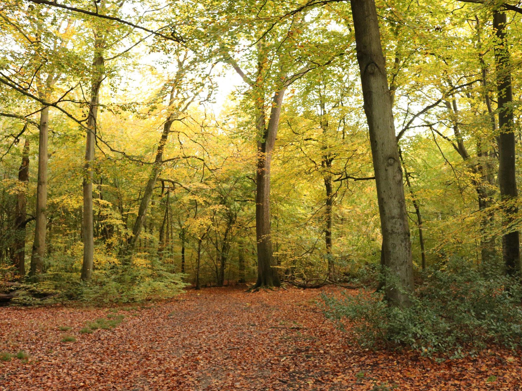 Forest Walks in The UK: Our 5 Favourite Hidden Gems