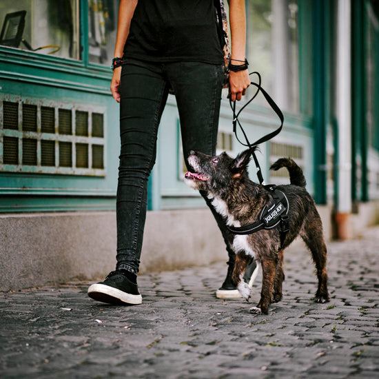 Original K9 Powerharness Mini-Mini