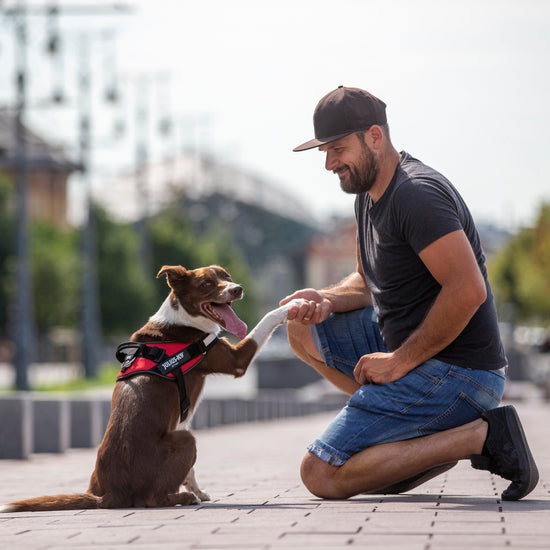 Original K9 Powerharness Size 2