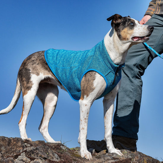 Core Dog Sweater