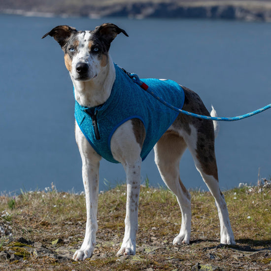 Core Dog Sweater