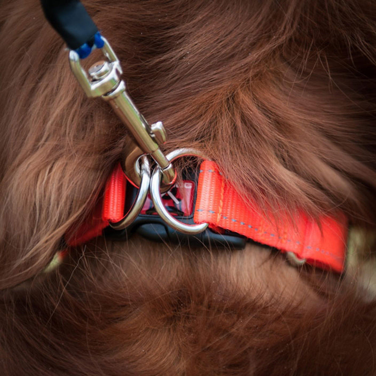 Double Up Dog Collar (XL)