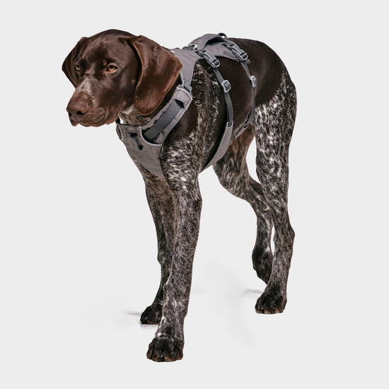 Flagline Dog Harness