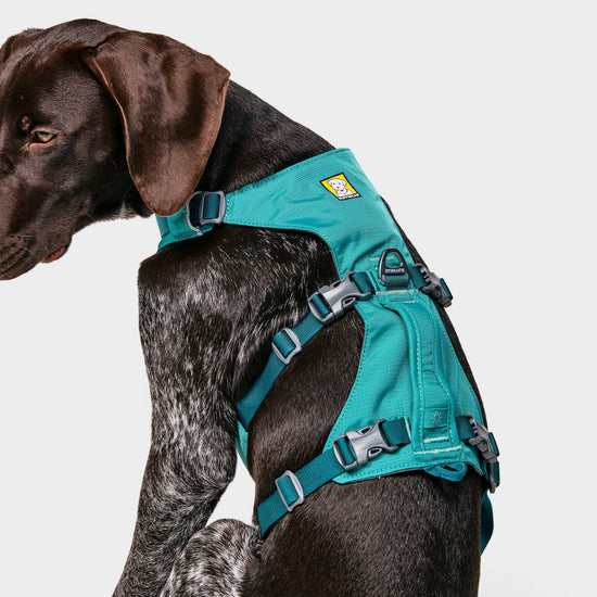 Flagline Dog Harness