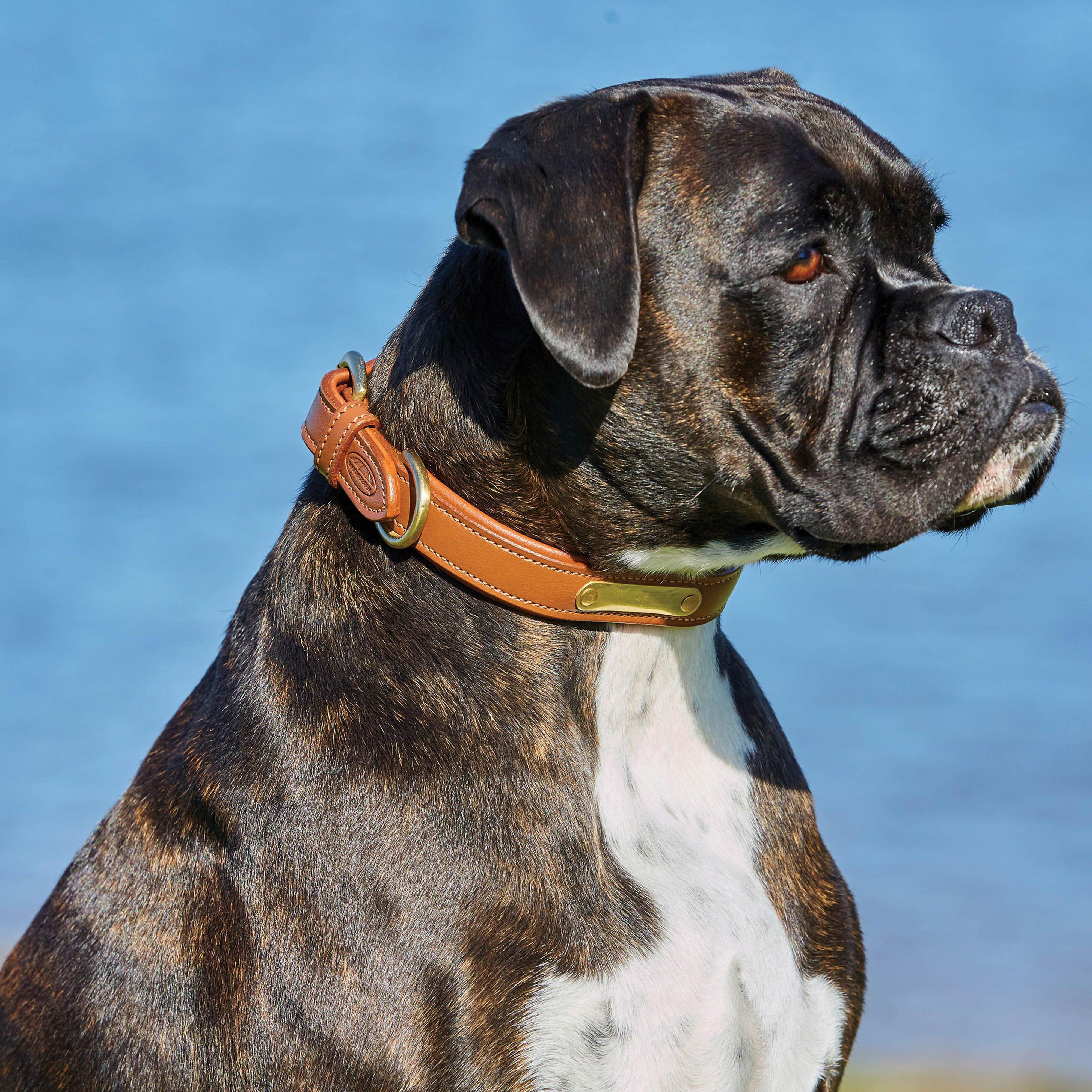 Padded Leather Dog Collar