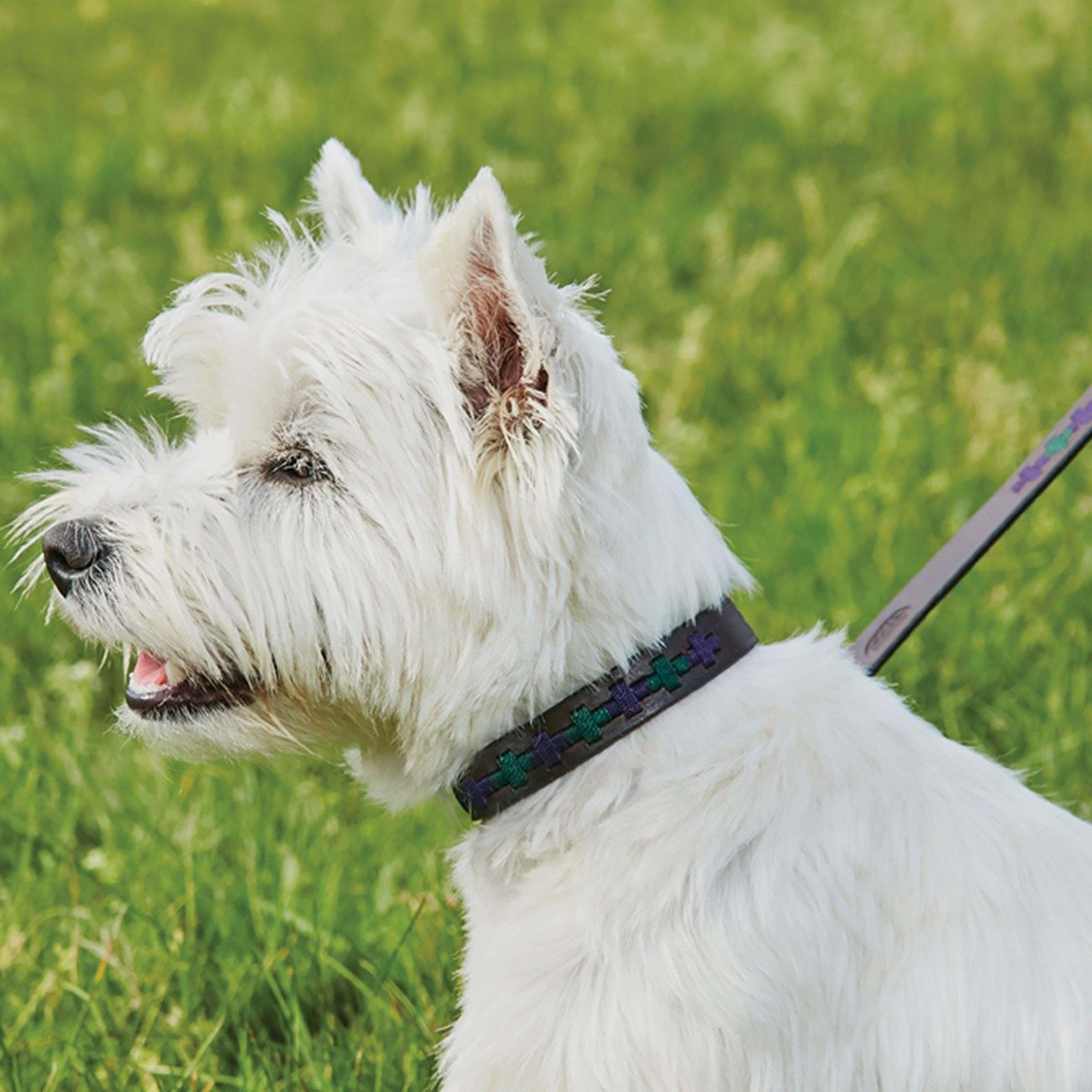 Polo Leather Dog Collar