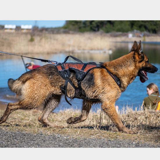 Rock Harness Long
