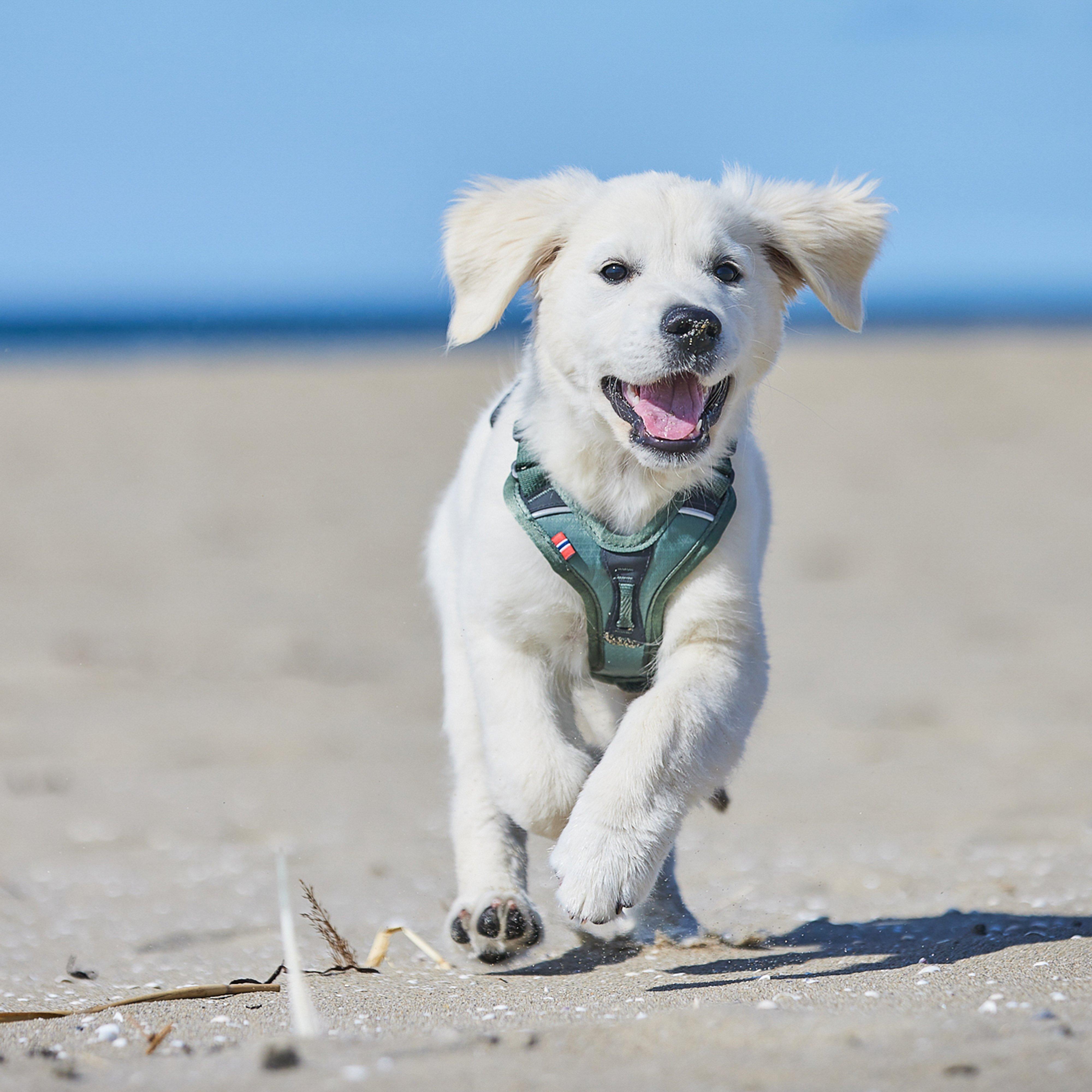 Ramble Harness