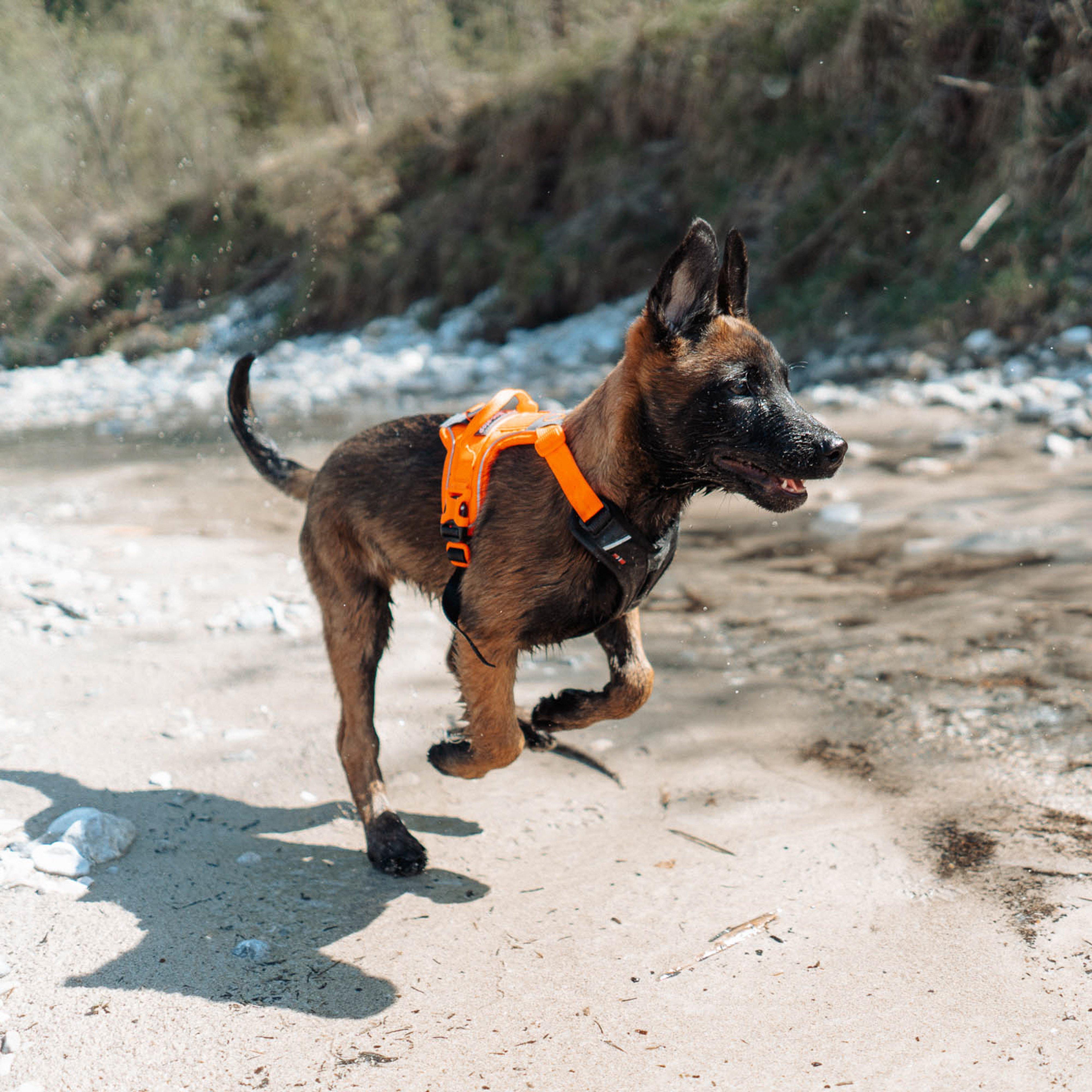 Ramble Harness