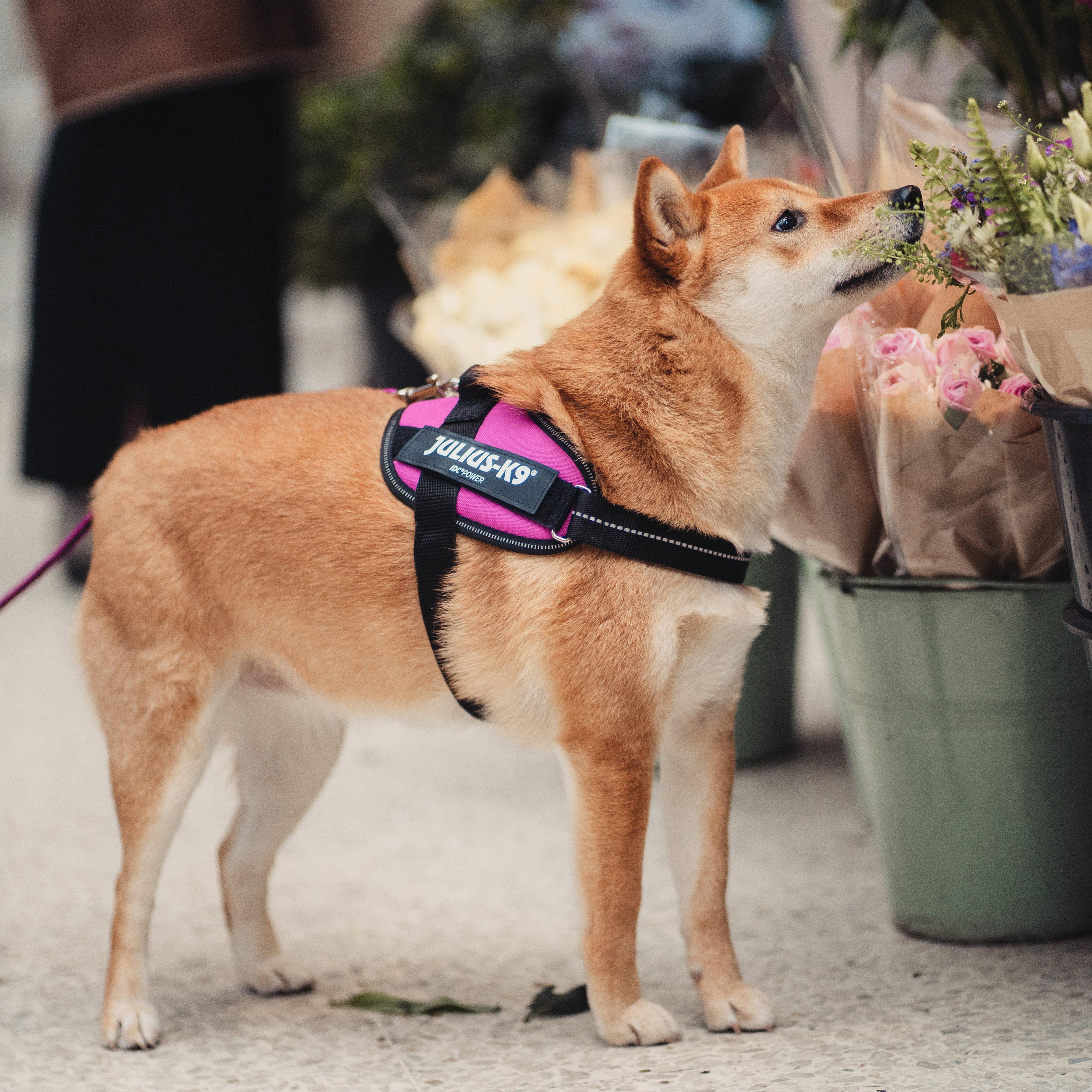 Original K9 Powerharness Mini