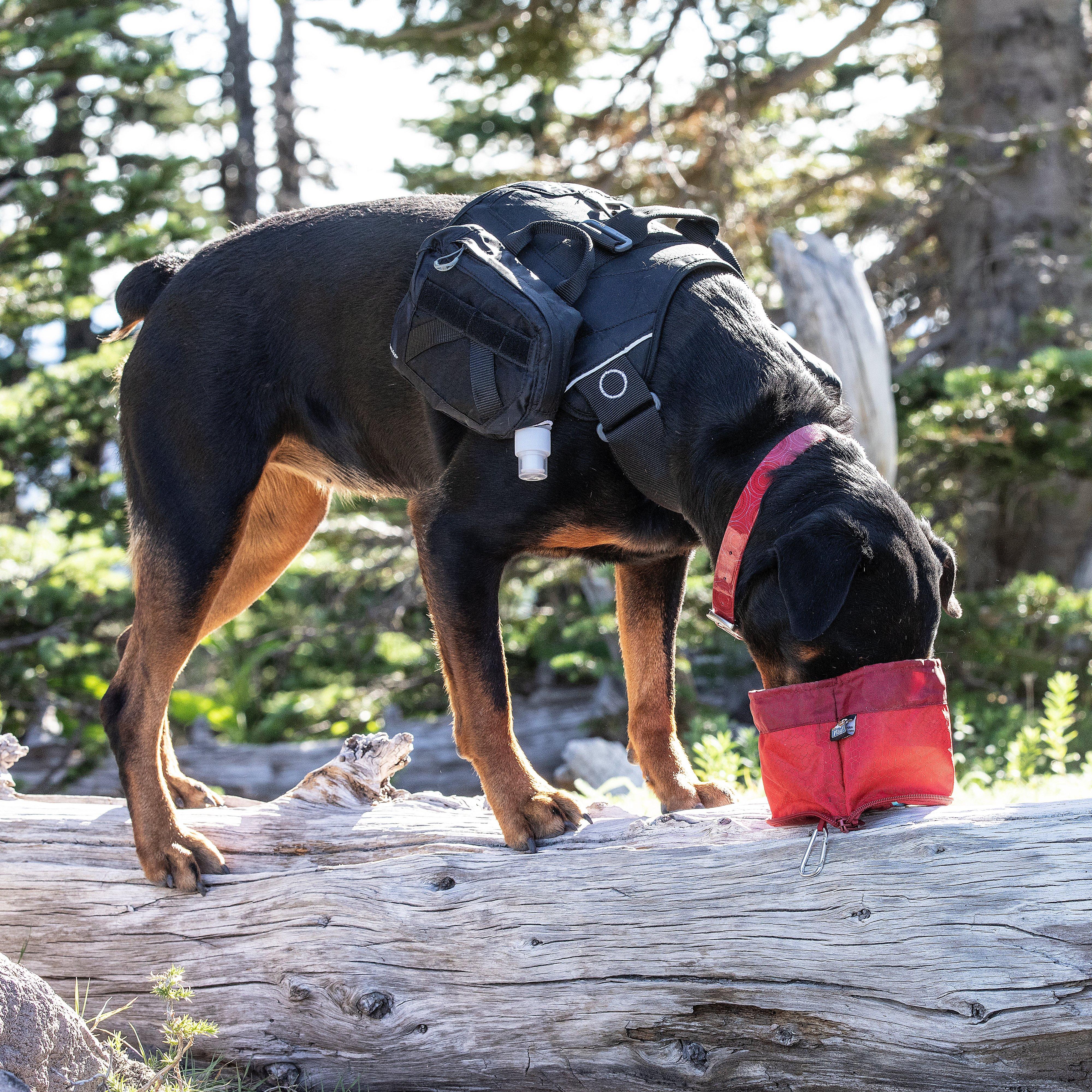 Dog Zippy Bowl