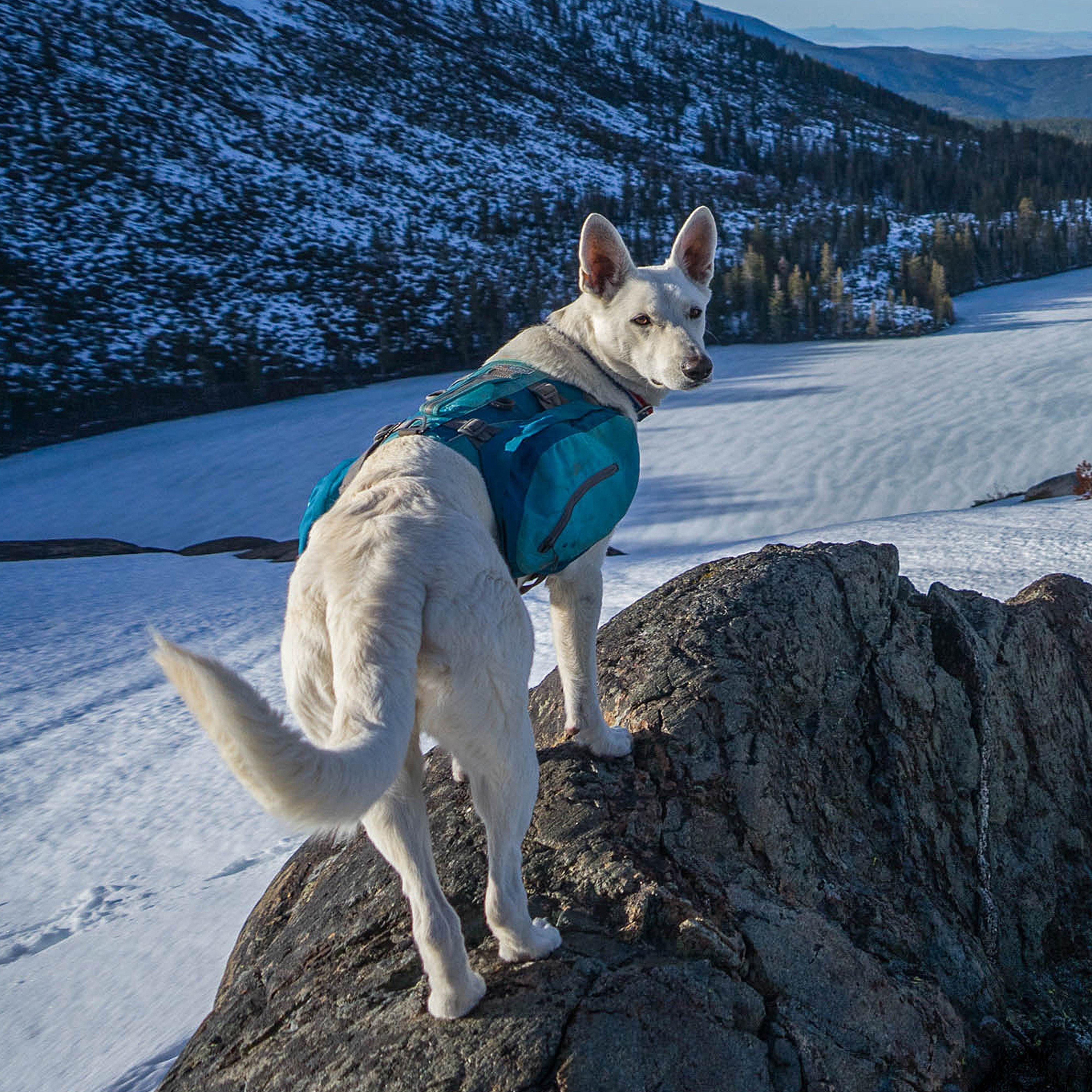 Baxter Dog Backpack