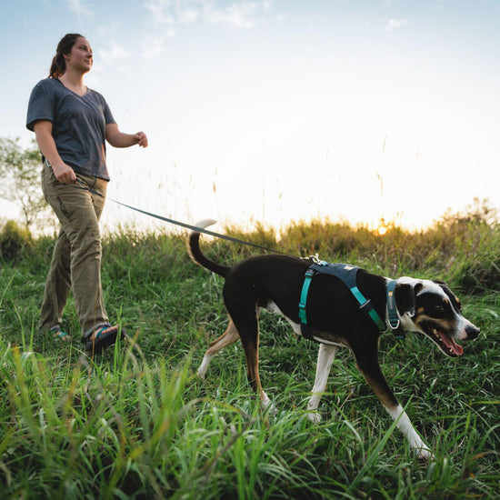Hi & Light™ Lightweight Dog Harness