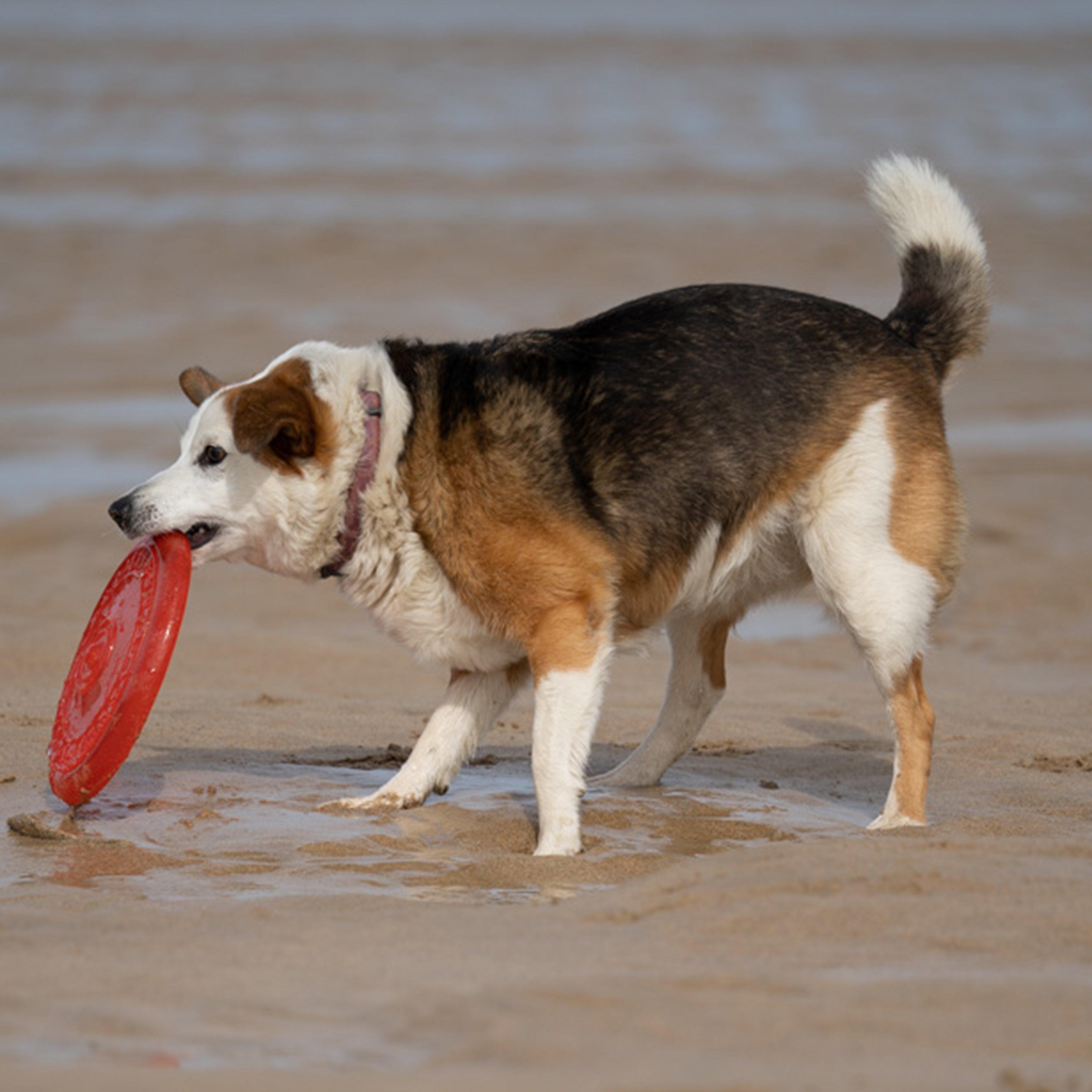 TPR Frisbee Dog Toy