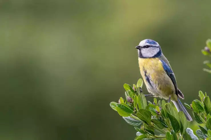 Wildlife Spots