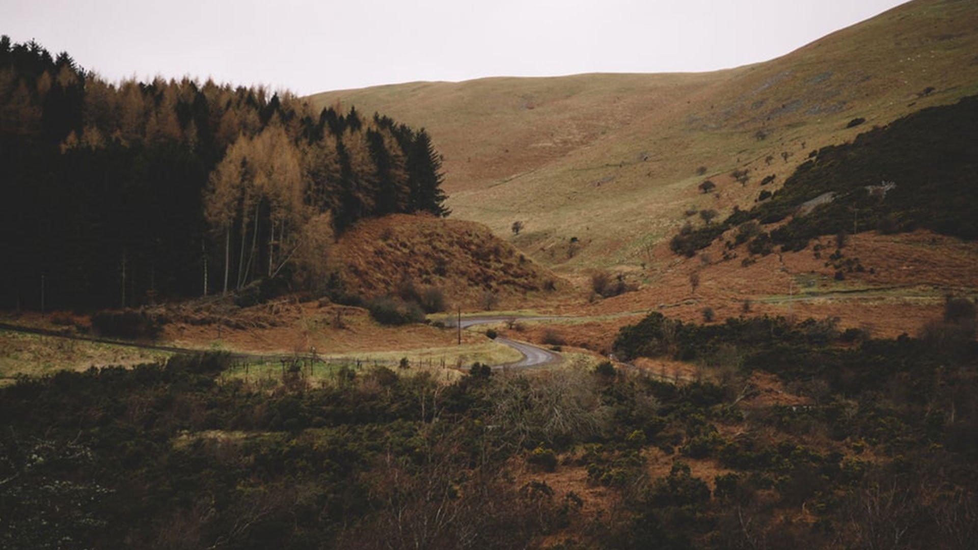 Top 5 Dog Friendly Walks In Wales