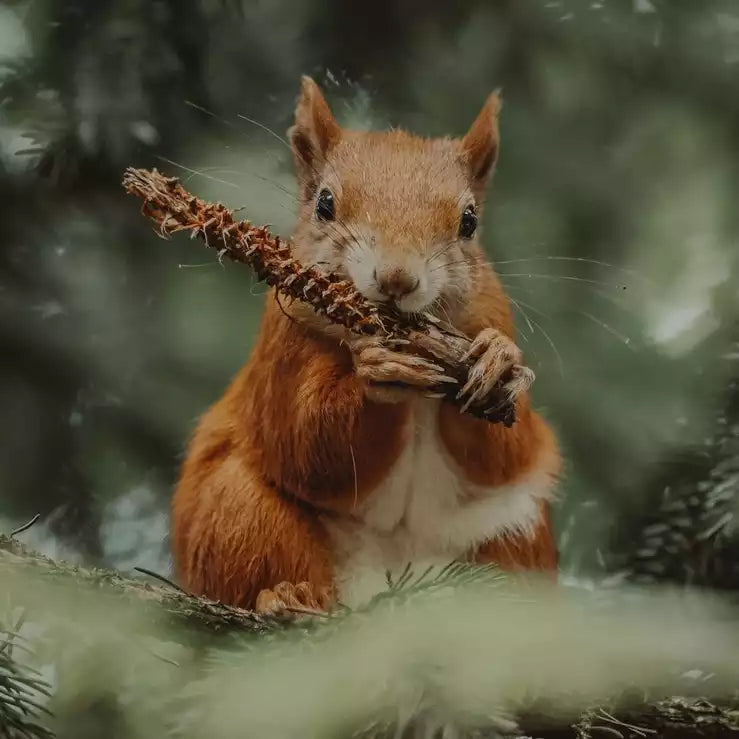 8 Rare Wildlife Species in the UK and Where to Spot Them