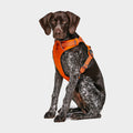 Front Range™ Dog Harness