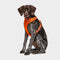 Front Range™ Dog Harness