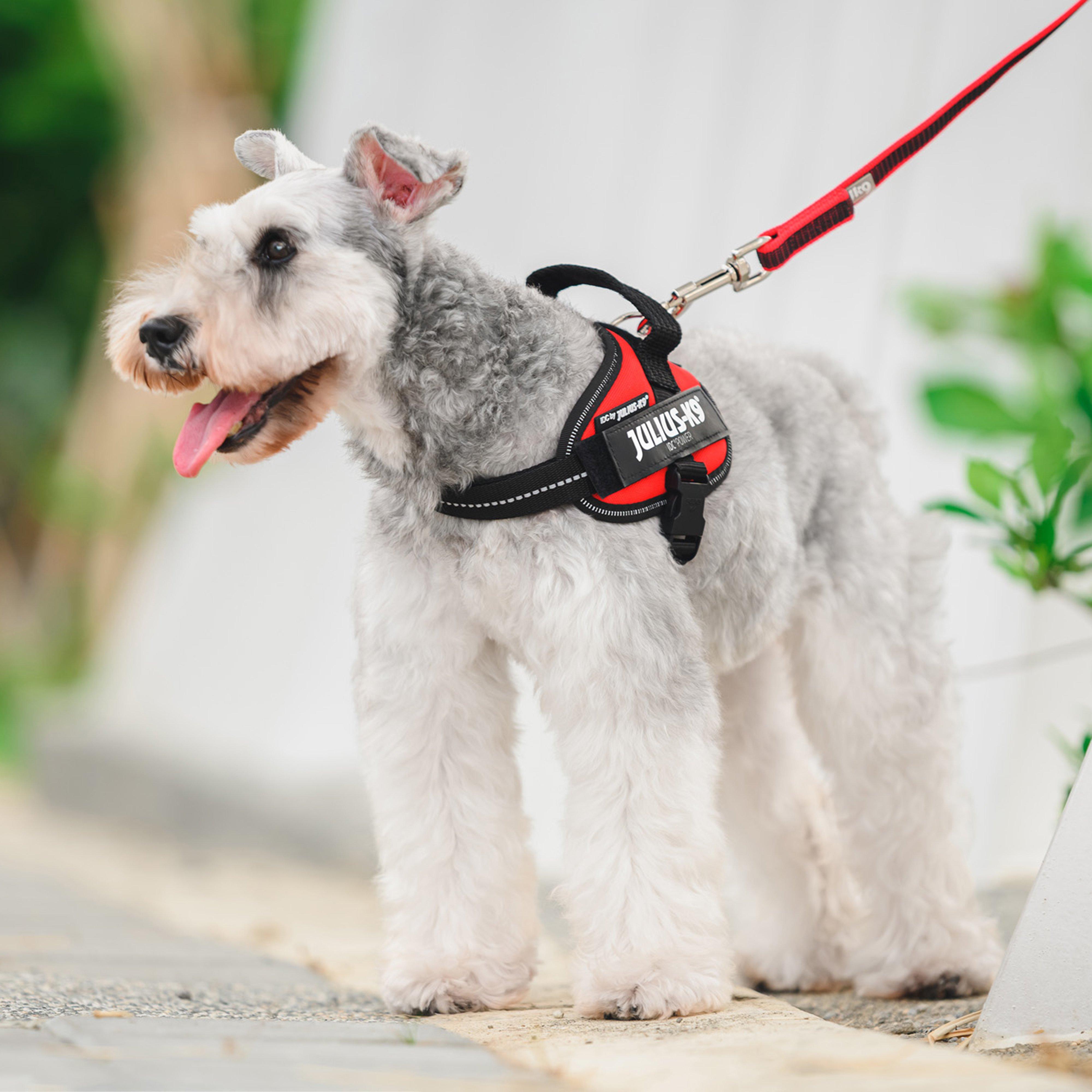 Original K9 Powerharness Mini