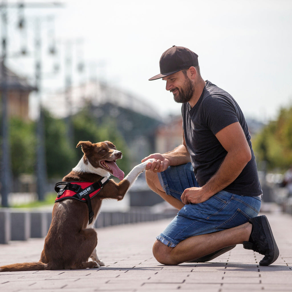 Original K9 Powerharness Size 0
