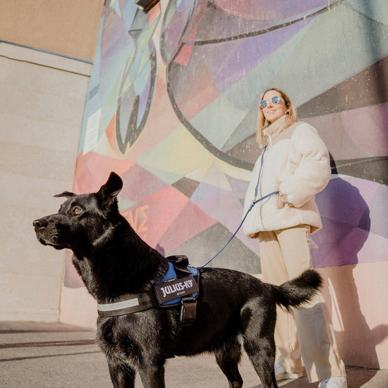 Original K9 Powerharness Size 2