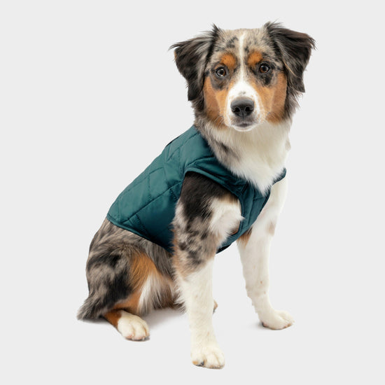 Dog Loft Jacket