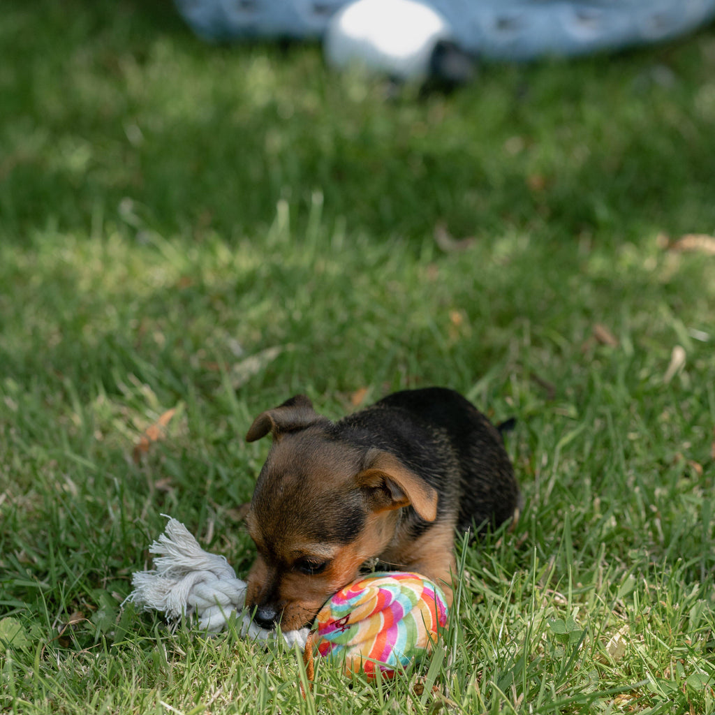 Lilly Lollipop Plush And Rope Dog Toy