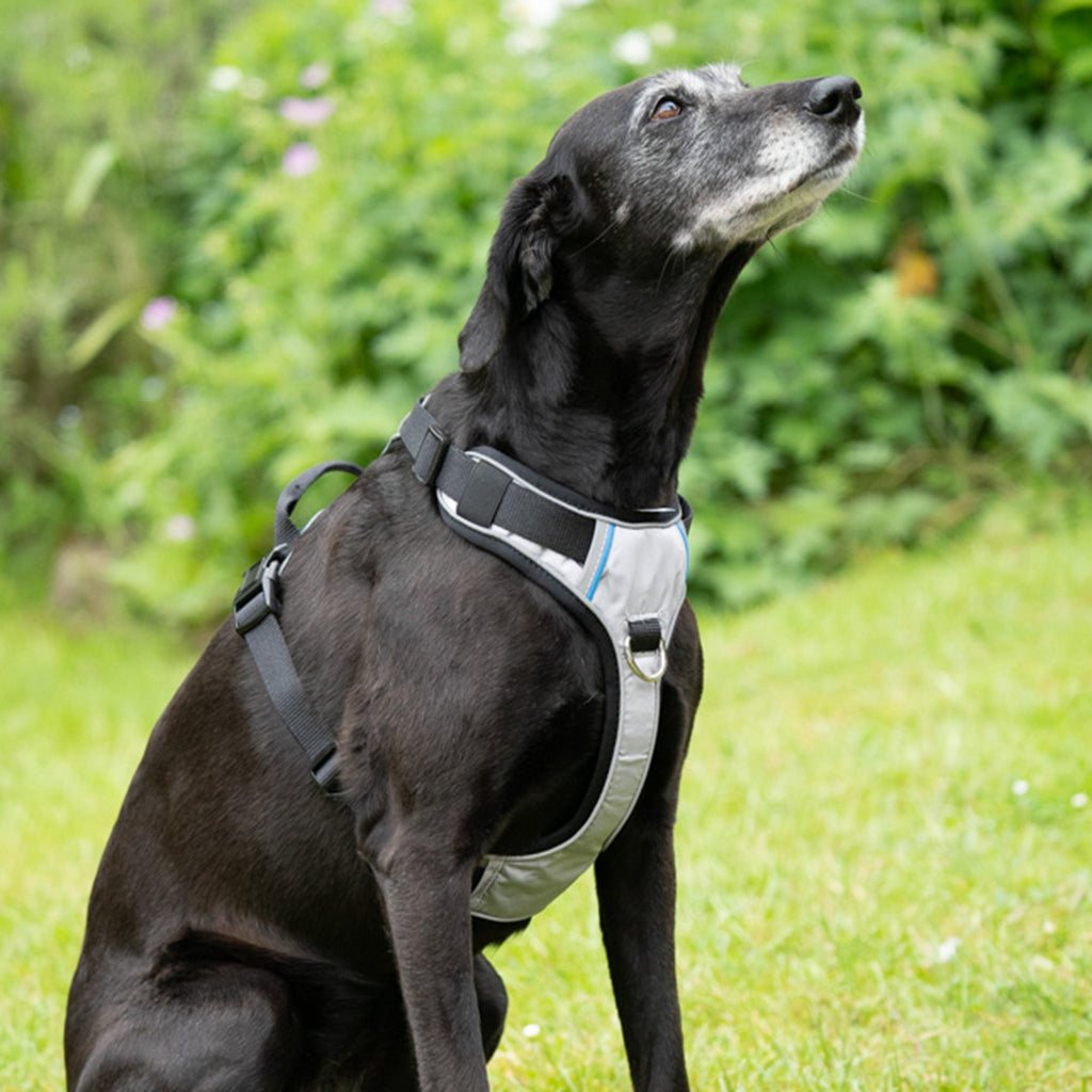 Outdoor Paws Adventure Harness Sling Large