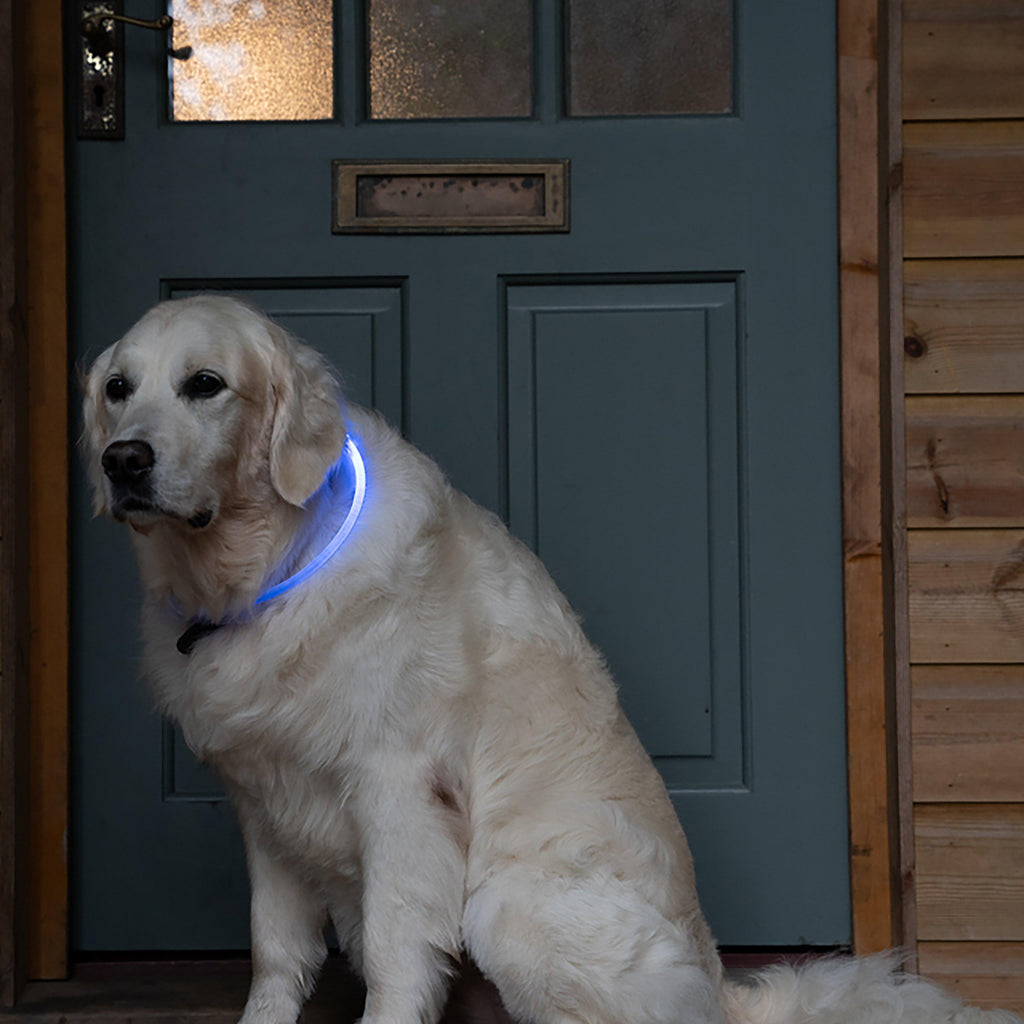 Outdoor Paws USB Rechargeable LED Ring Dog Collar