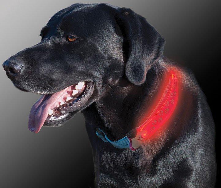 LED Collar Cover