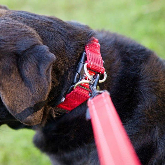 Double Up Dog Collar (Small)