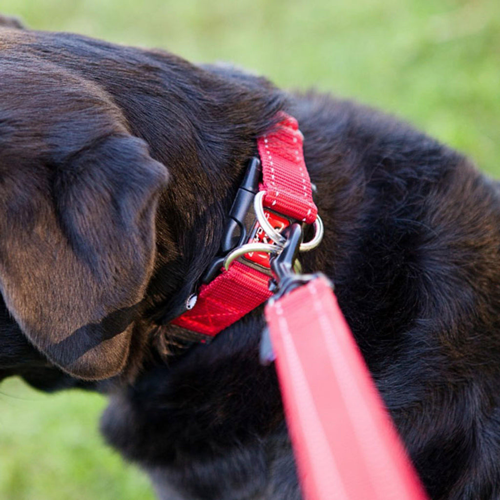 Double Up Dog Collar (XL)