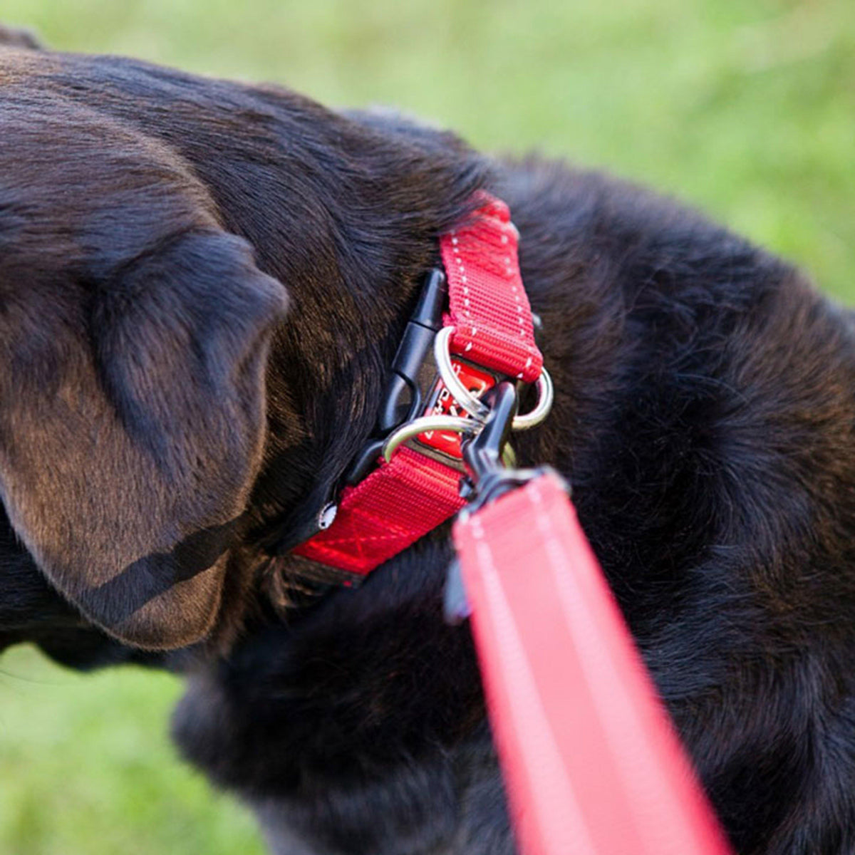Double Up Dog Collar (XL)