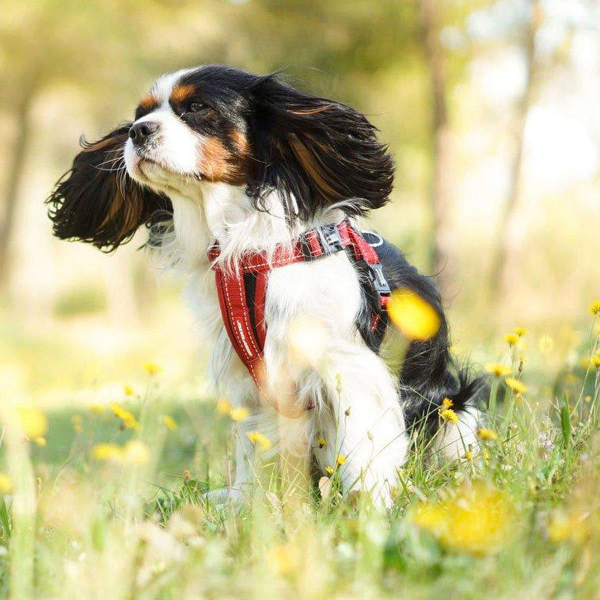 Chest Plate Dog Harness (Medium)