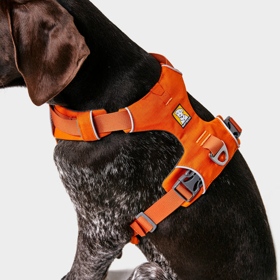 Front Range™ Dog Harness