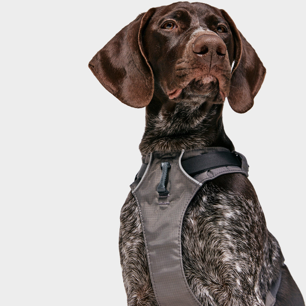 Flagline Dog Harness