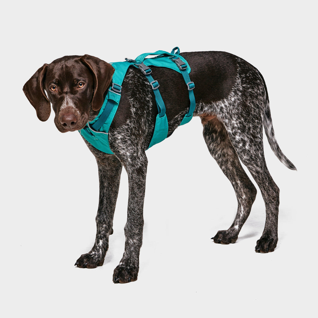 Flagline Dog Harness