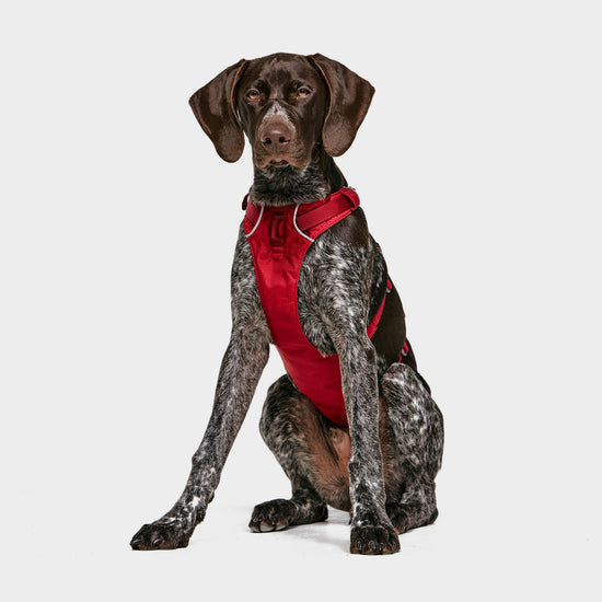 Flagline Dog Harness