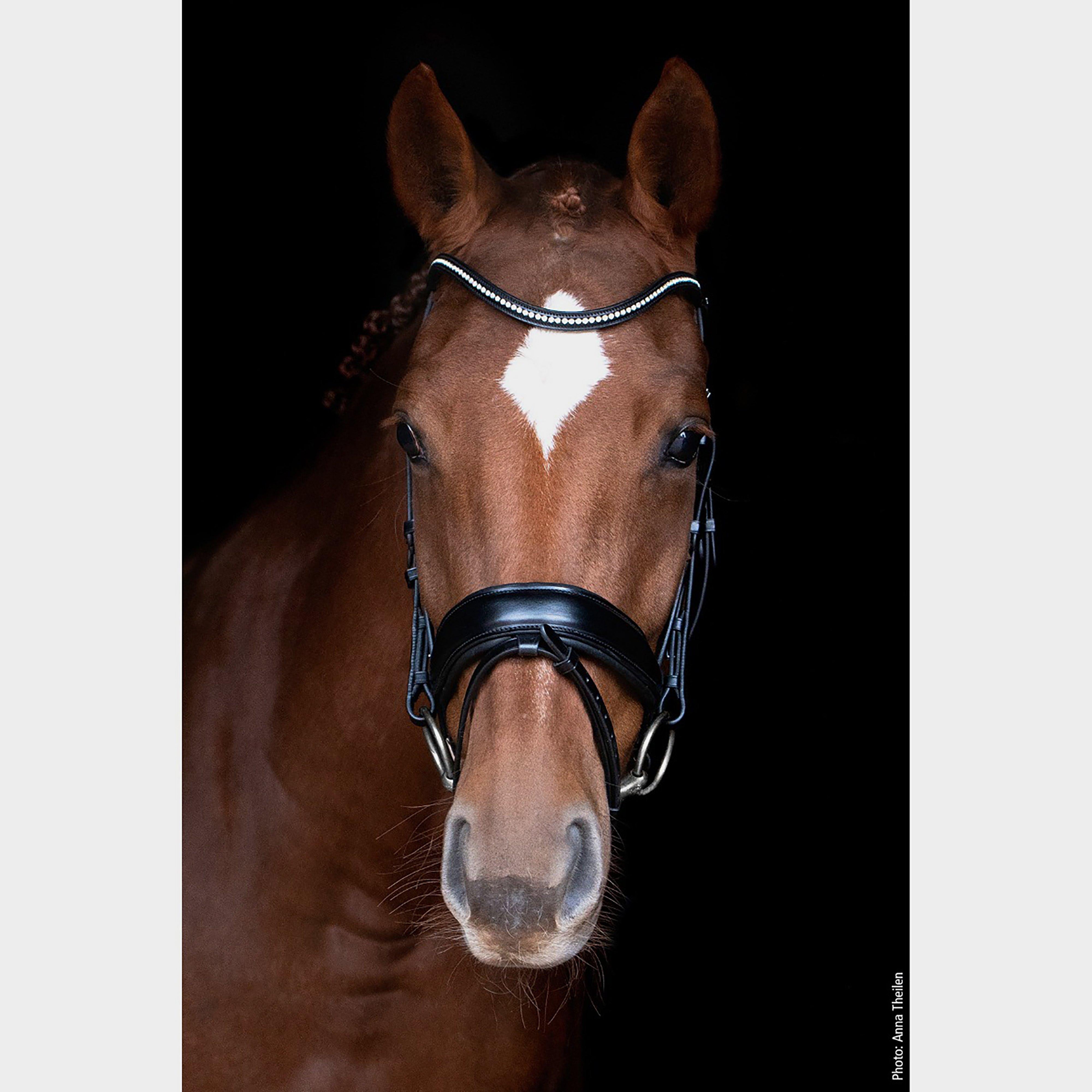 Stanford Flash Bridle