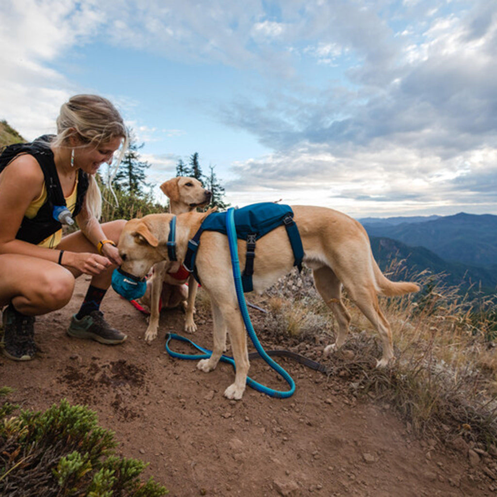 Switchbak™ Dog Harness