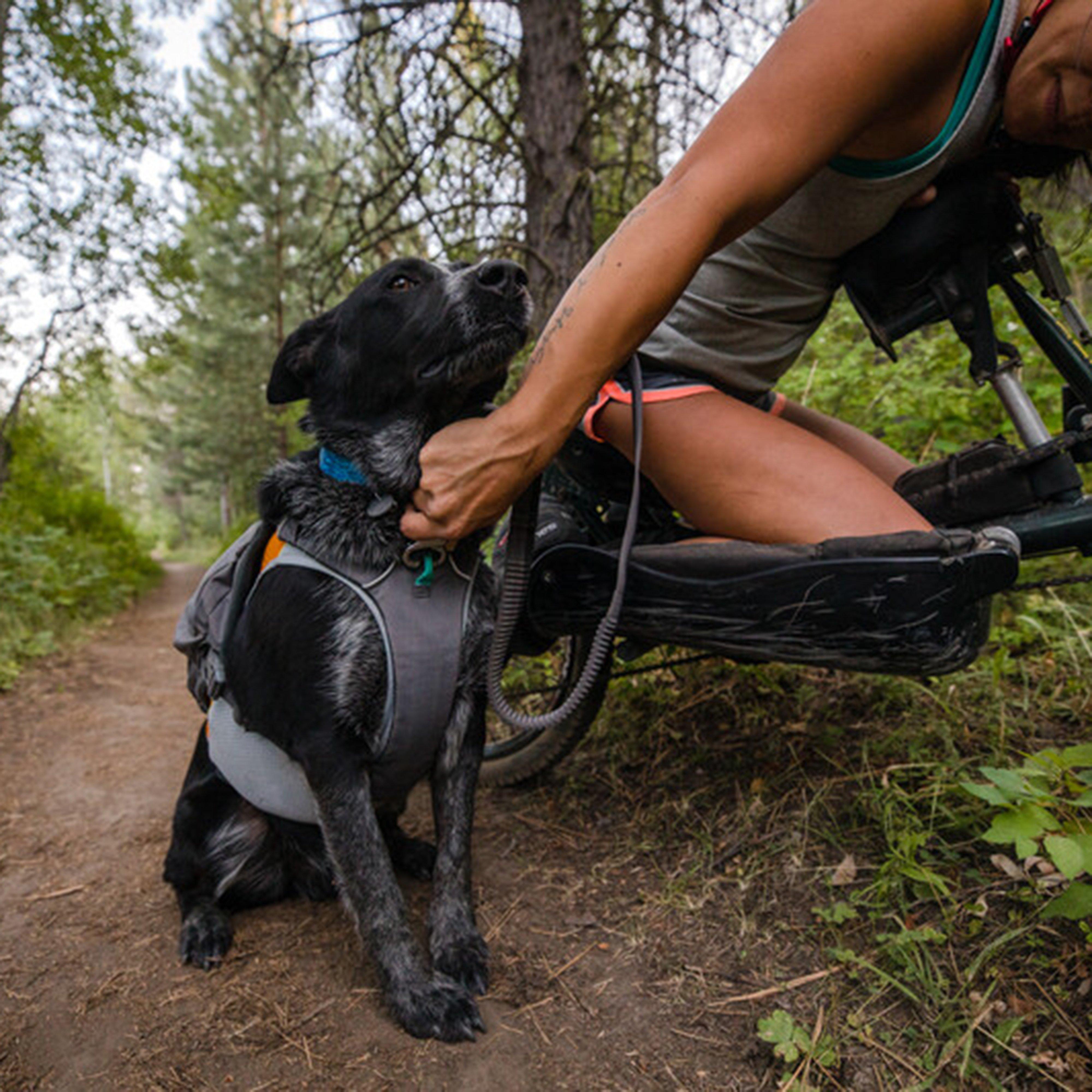 Roamer™ Dog Lead