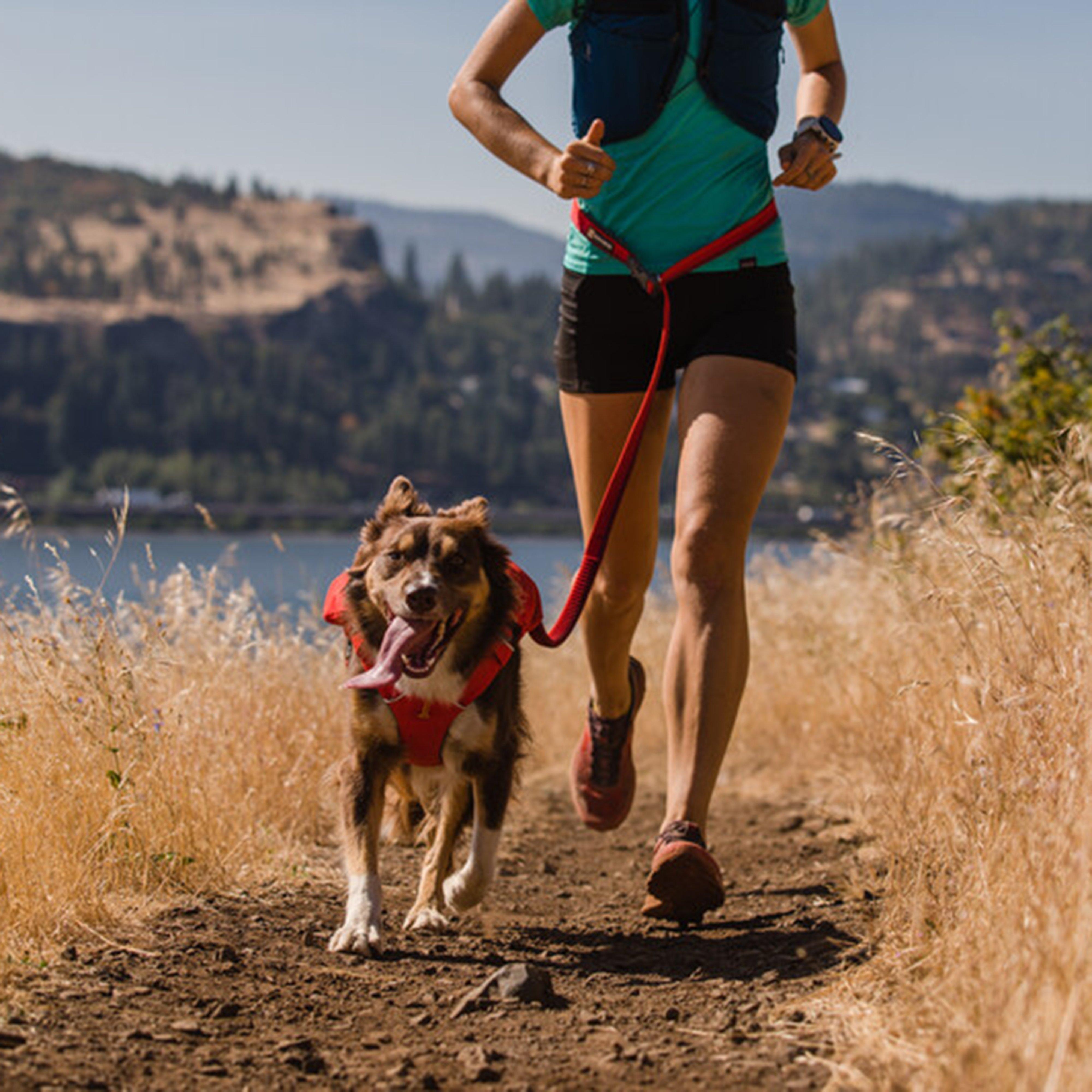 Roamer™ Dog Lead