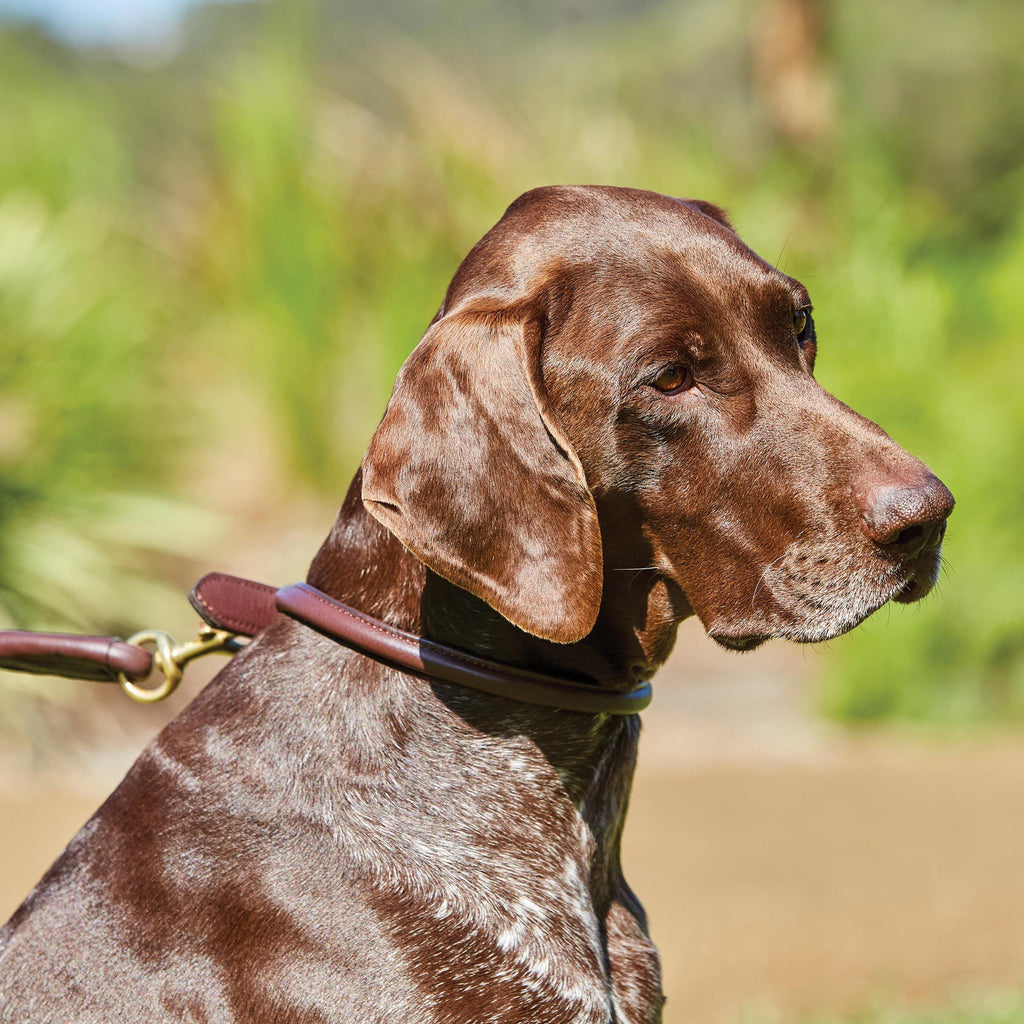 Rolled Leather Collar Brown