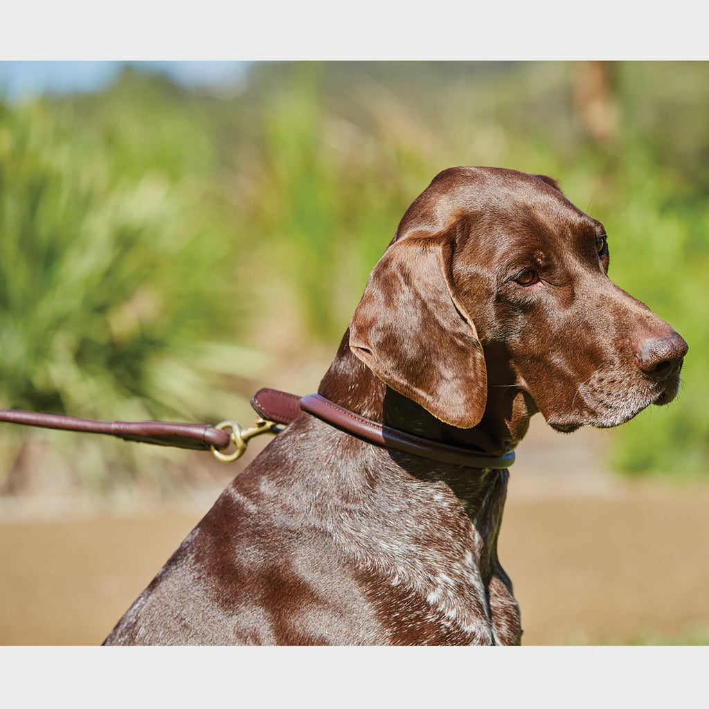 Rolled Leather Dog Lead