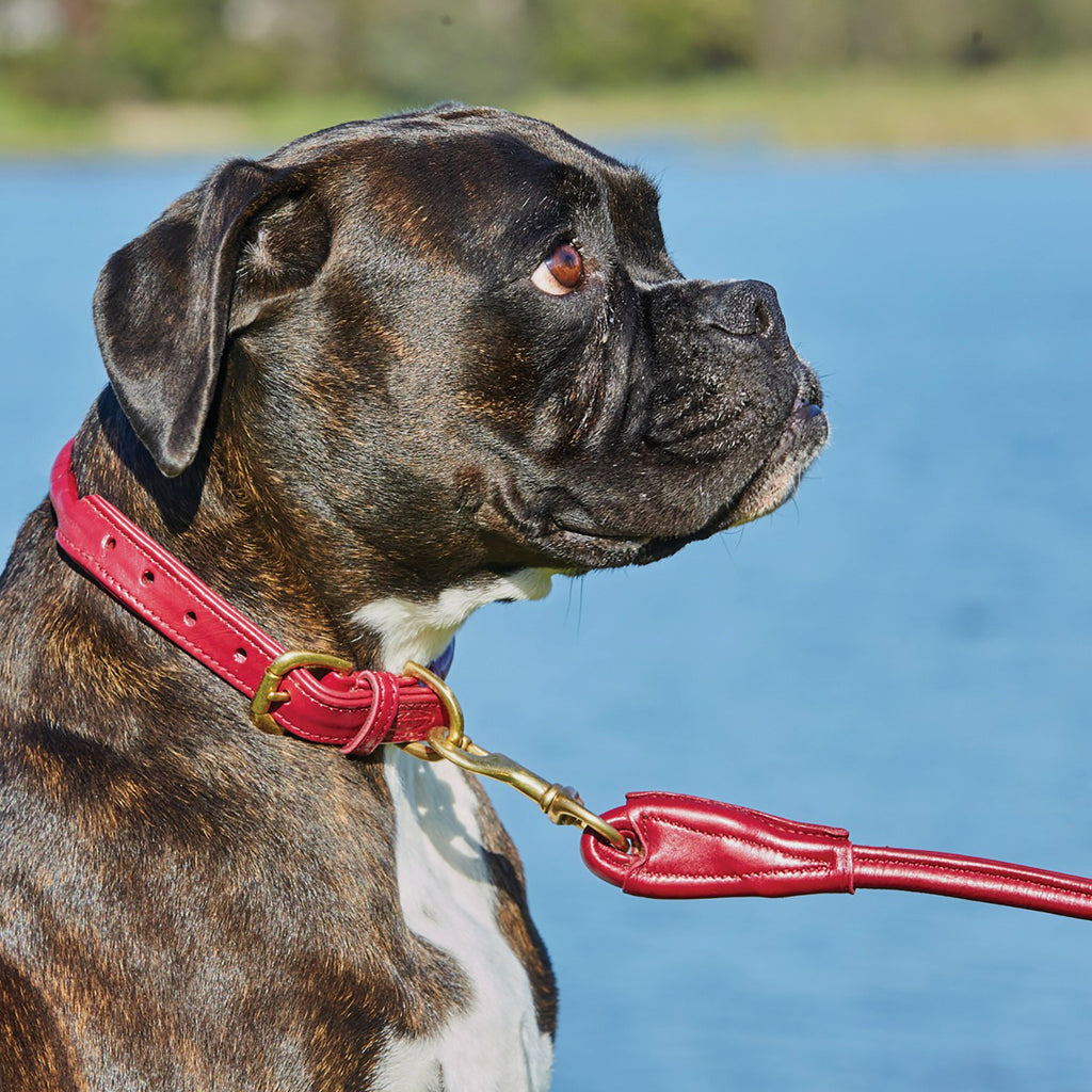 Rolled Leather Dog Lead