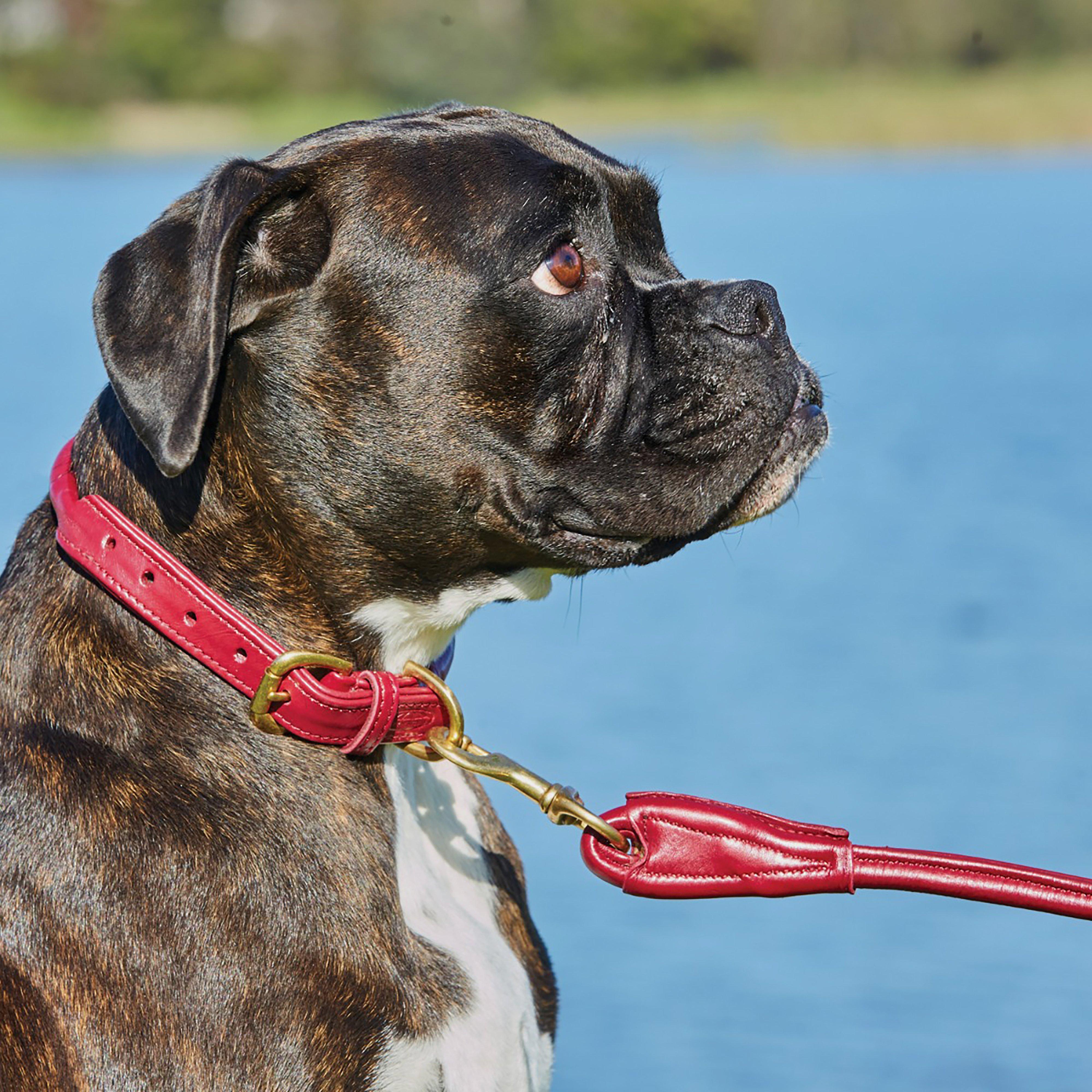 Rolled Leather Dog Lead