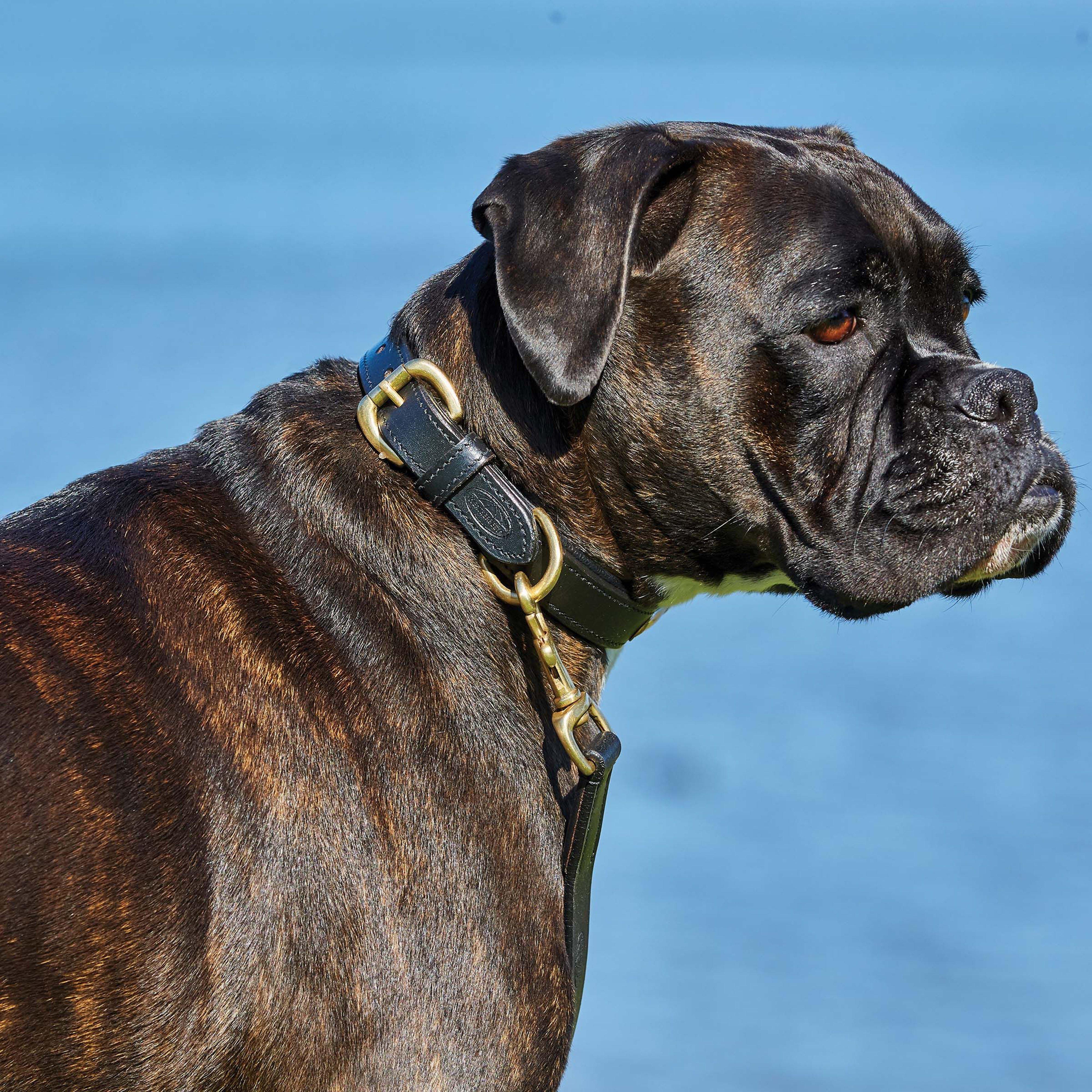 Padded Leather Dog Collar