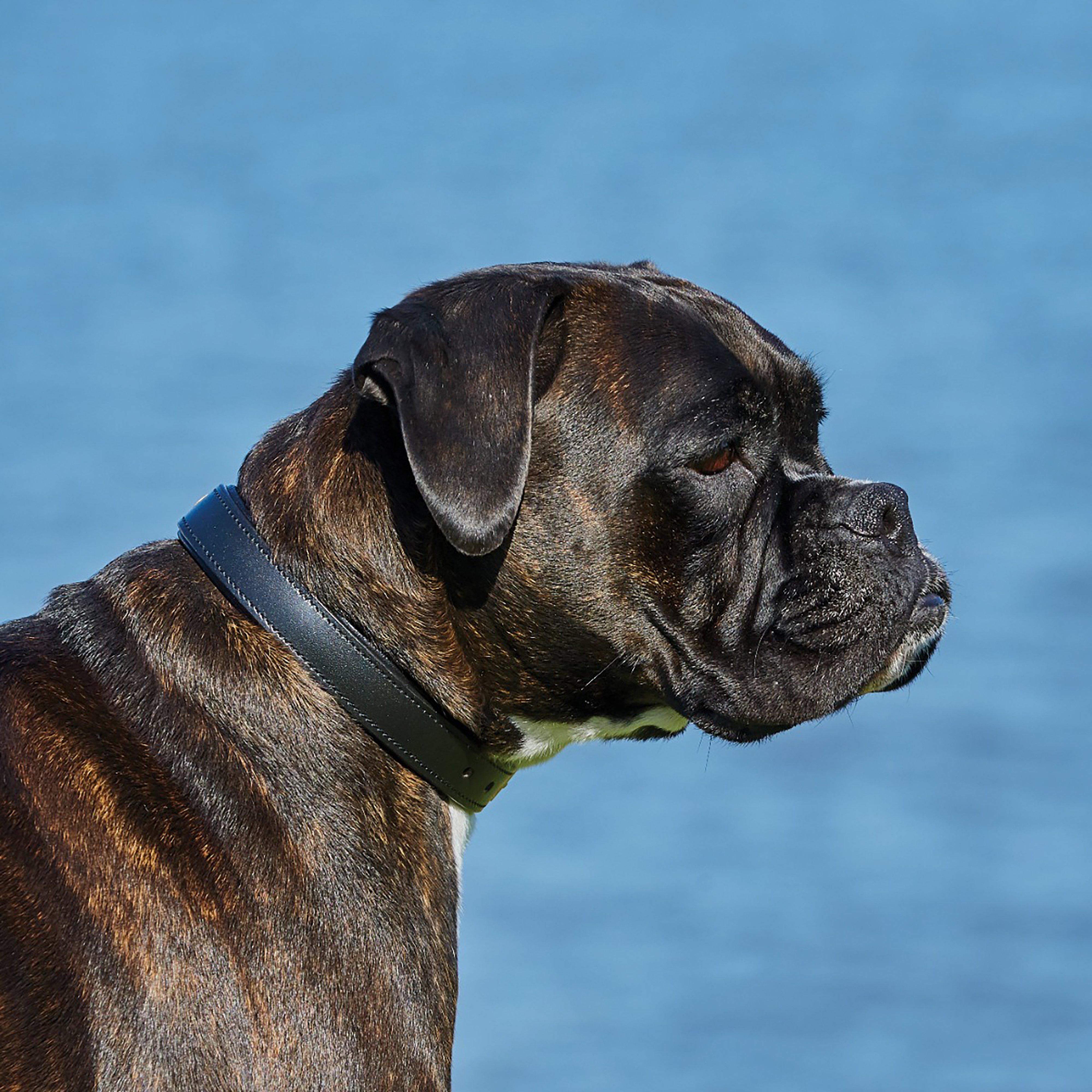 Padded Leather Dog Collar