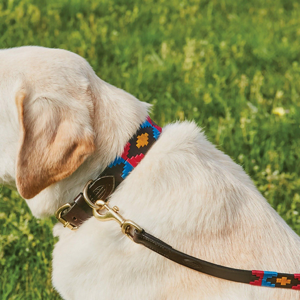 Polo Leather Dog Collar